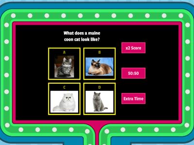  Cat Quiz (gameshow quiz)