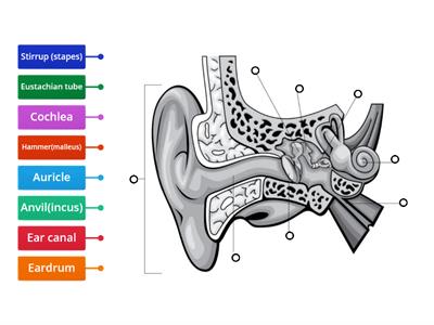 Ins and Outs of Your Ears