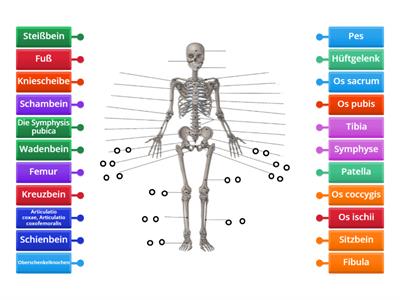 Deutsch in der Pflege - Das menschliche Skelett - deutsche und lateinische Bezeichnungen  2