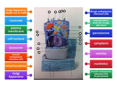 Cell Organelles