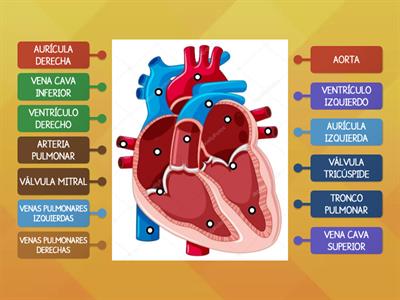 ESTRUCTURA DEL CORAZÓN