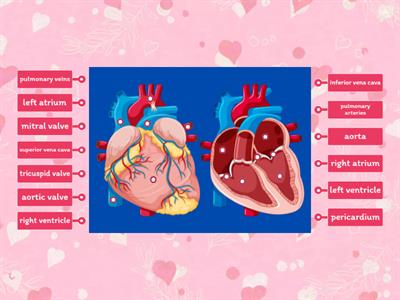 Heart Diagram Labels