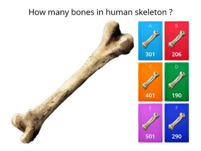 Question of skeletal system