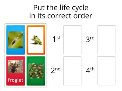 Life Cycle of a frog
