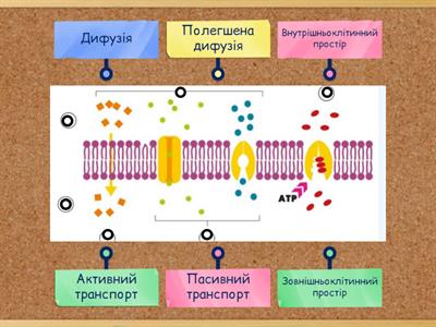 Транспорт через мембрану