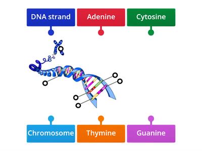 DNA Structure