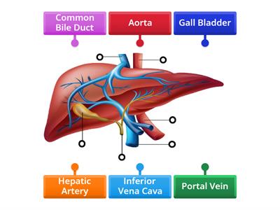 Liver Anatomy 2