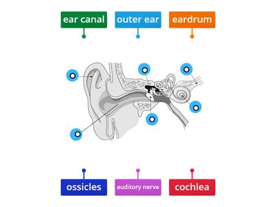 y5-natural-u2 Parts of the ear