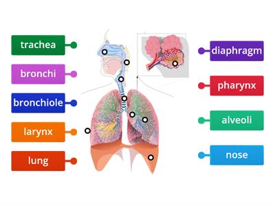 Respiratory system