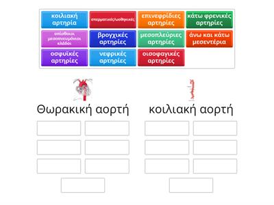 Θωρακική αορτή  vs κοιλιακή αορτή(κλάδοι)