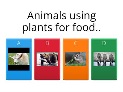 Animals and plants together