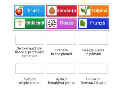 Părțile plantei MEM clasa1