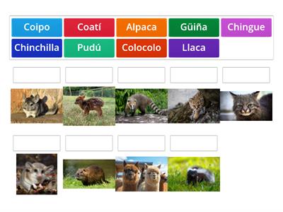 Fauna chilena: Animales terrestres