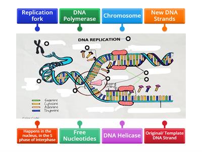 Label The Dna - Teaching Resources