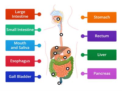 Digestive system