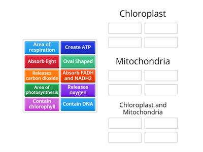 Chloroplast and Mitochundria Comparison 