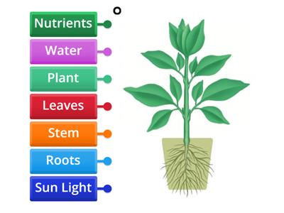 Labelled diagram- plants wordwall