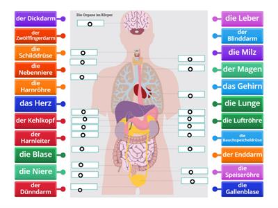Deutsch in der Pflege - die Organe im Körper