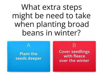 Broad Beans - Planting and care
