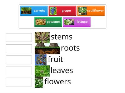 Flower, Fruit, Stem, Leaf, Root!!!