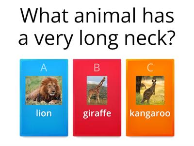Animal Quiz MJWJ
