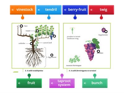 Grape and vineyard /Science Book 5/ Vocabulary