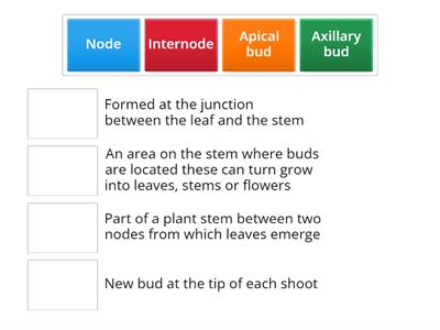 Structure of a stem