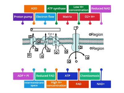 Respiration_04_Electron transport chain 