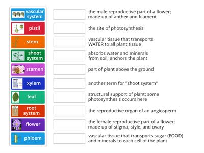 Plant Structure-HSHS