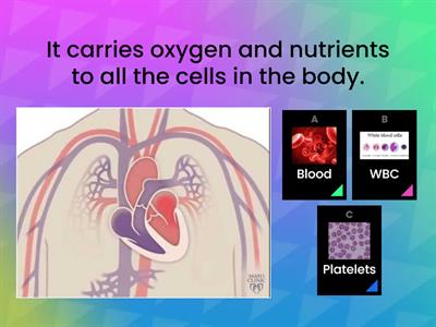 The Circulatory System