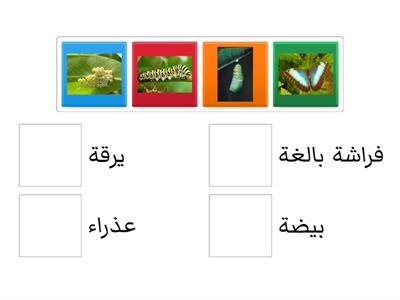 دورة حياة الفراشة