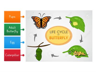 Cycle of a butterfly 