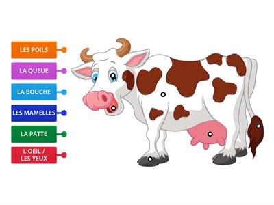 CP / CE1 - SCIENCES - LE MAMMIFÈRE - LA VACHE