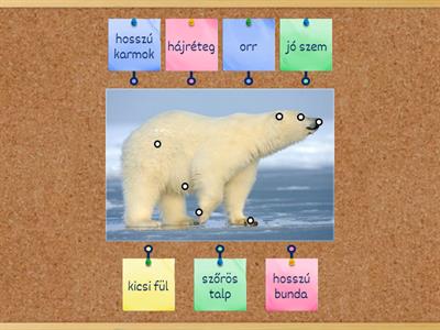 A jegesmedve részei