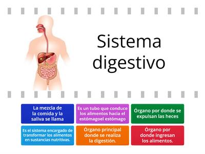  El sistema digestivo  Segundo grado