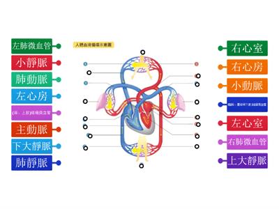 7人體血液循環圖