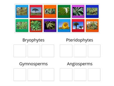 The Plant Kingdom - The 4 Classifications