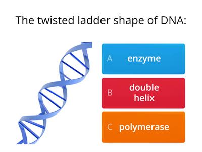 DNA Replication Review