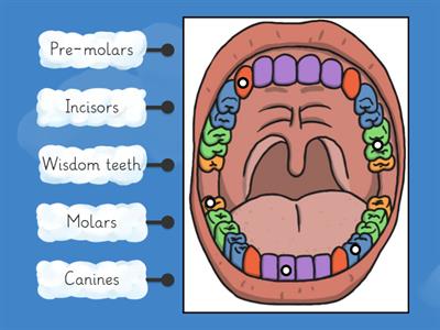 Identify types of teeth