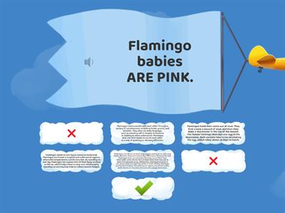 Birds - top 7 flamingo questions.