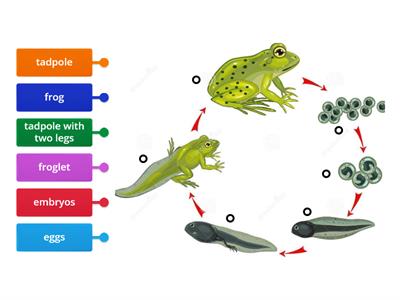 Frog life cycle  Year 2