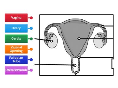 Labelling internal female reproductive organs