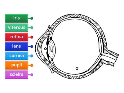 parts of the eye 