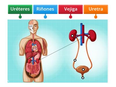 Sistema excretor