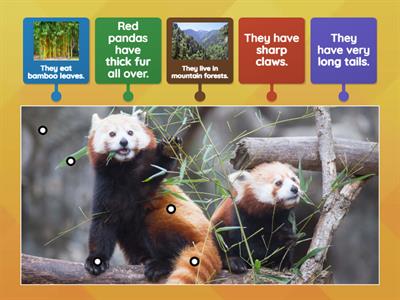 Label the picture (Red Pandas)