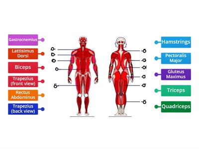  Muscular System Labeling