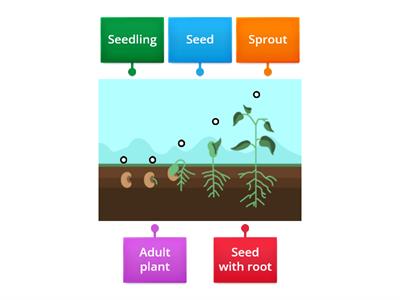 How do seeds grow?