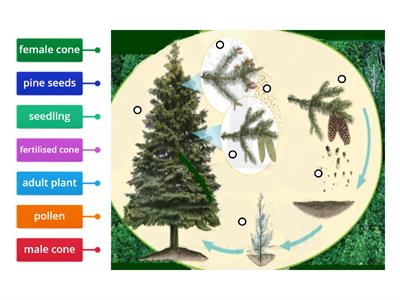 Conifer Life Cycle