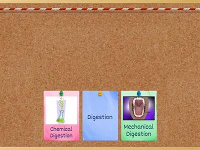 Different Types of Digestion 