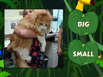PETS BIG or SMALL